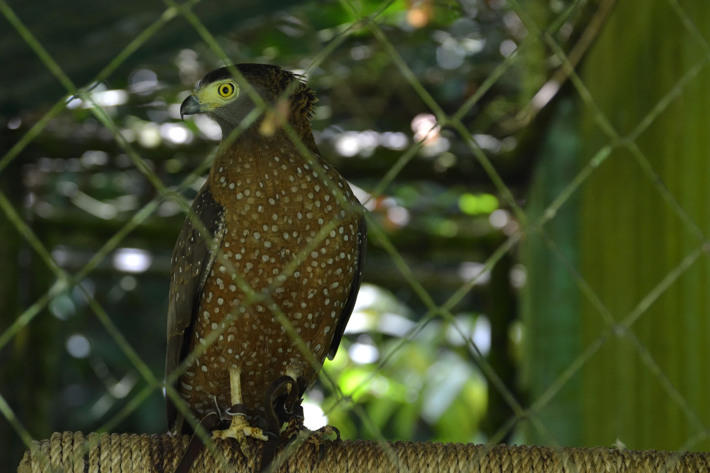 a bird of prey perched on a tree nch