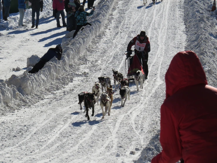 people in the snow with dogs walking through the snow