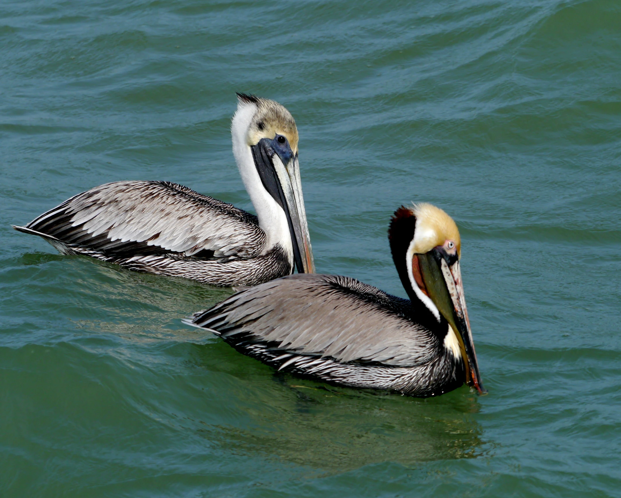 two brown and white pelicans floating in a lake