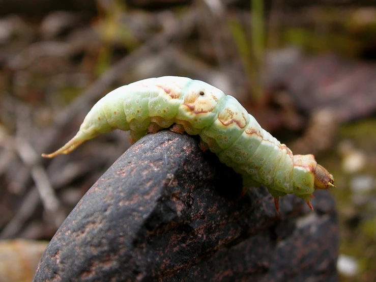 a very big bug sitting on top of a rock