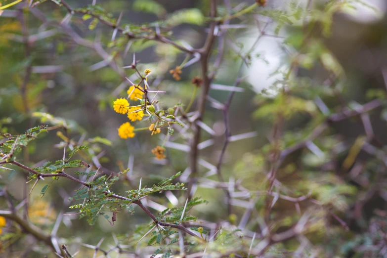 a small yellow flower sitting on top of a bush