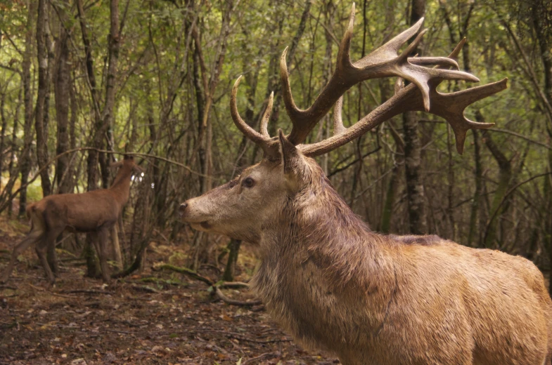 an adult deer standing in front of a forest