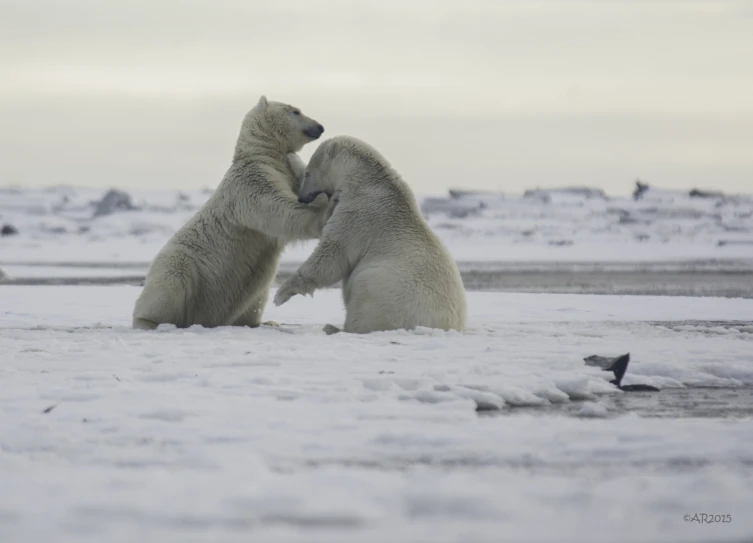 two polar bears in the snow looking at each other