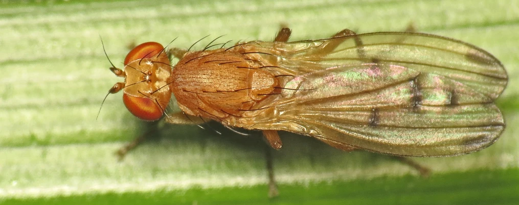 a cille fly perched on a green leaf