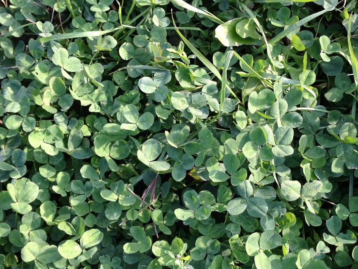 green leaves growing on the surface of plants