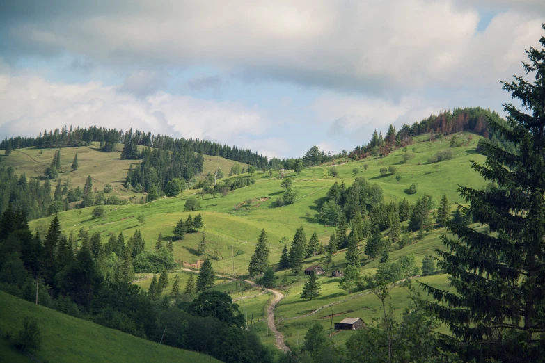 a lush green hillside is shown with many small trees