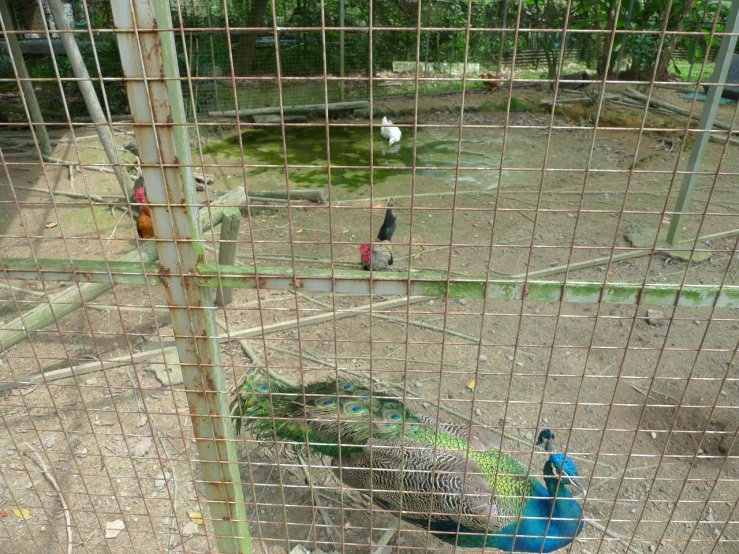 there is a peacock standing in the cage