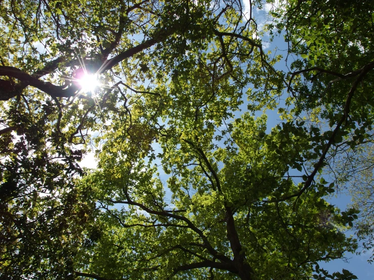 the sky has bright sunlight coming through several trees