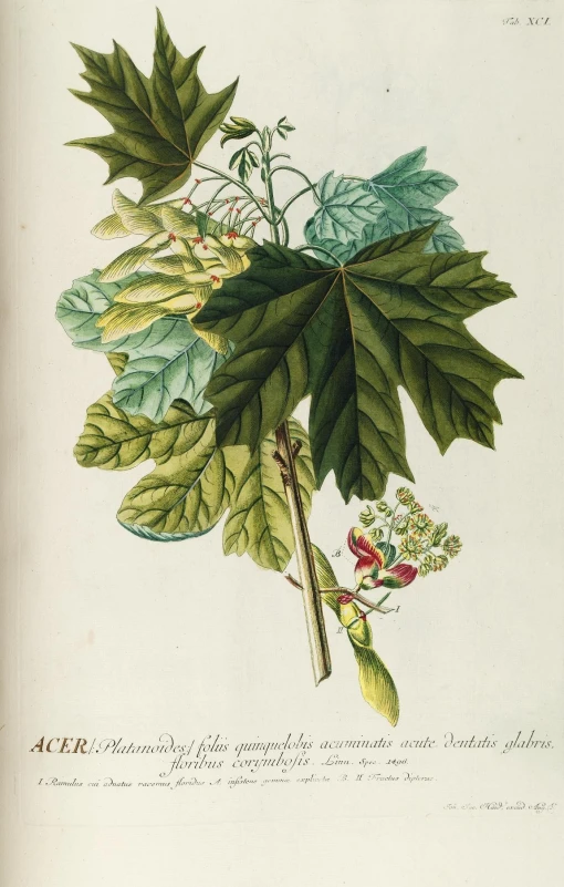 an illustration of leaves on a tree nch