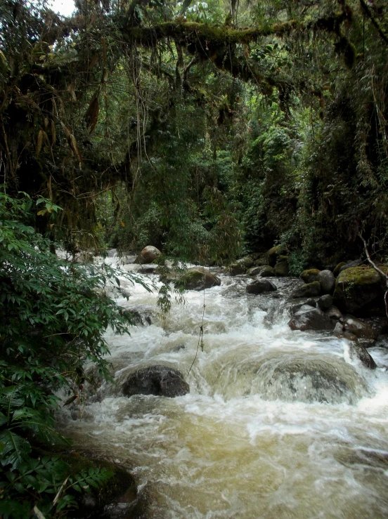 the water in a river is flowing between trees