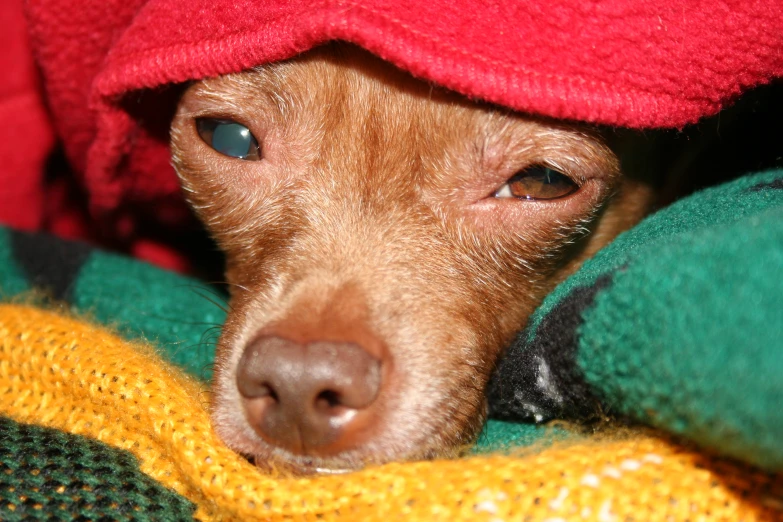 there is a brown dog wearing a red hat