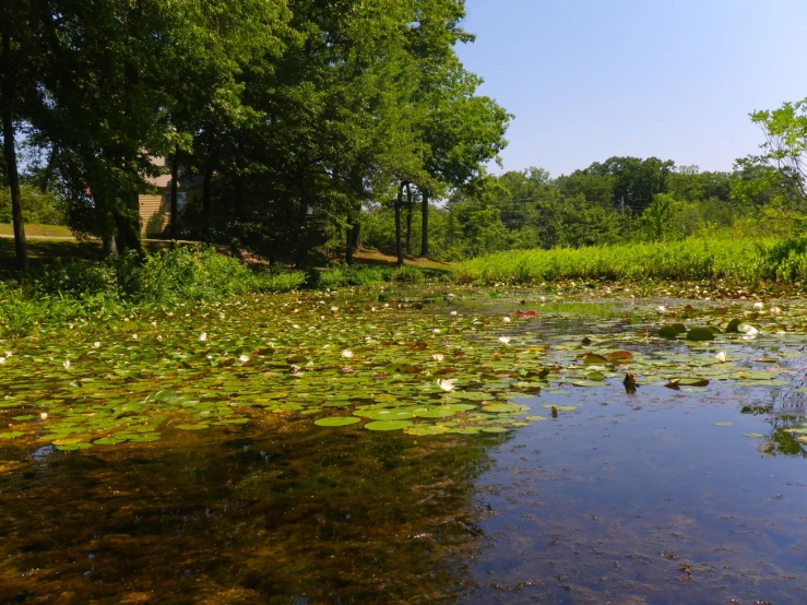 a river with some leaves and water