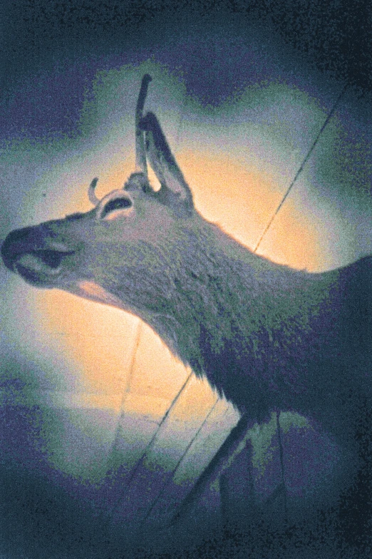 a deer with antlers on it's head stands in the middle of a darkened area