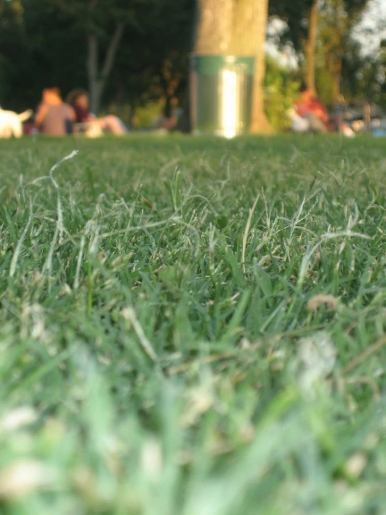 this is grass with several people sitting on the back in the background