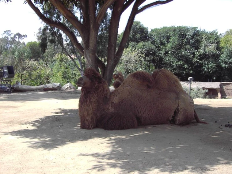 a big fat brown camel lying down under a tree