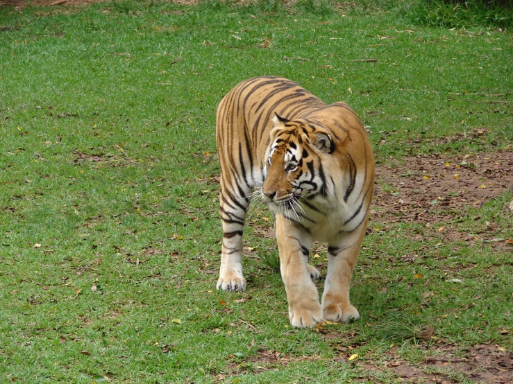 a large tiger walking on top of a green grass covered field