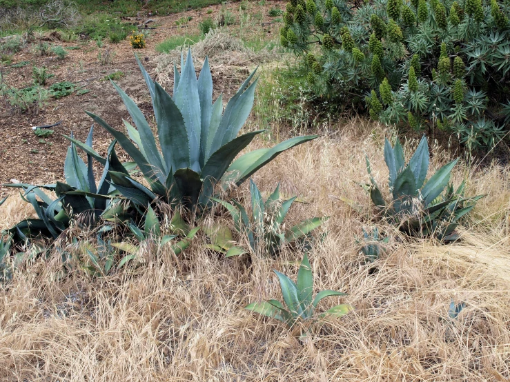 a field that has plants in the grass