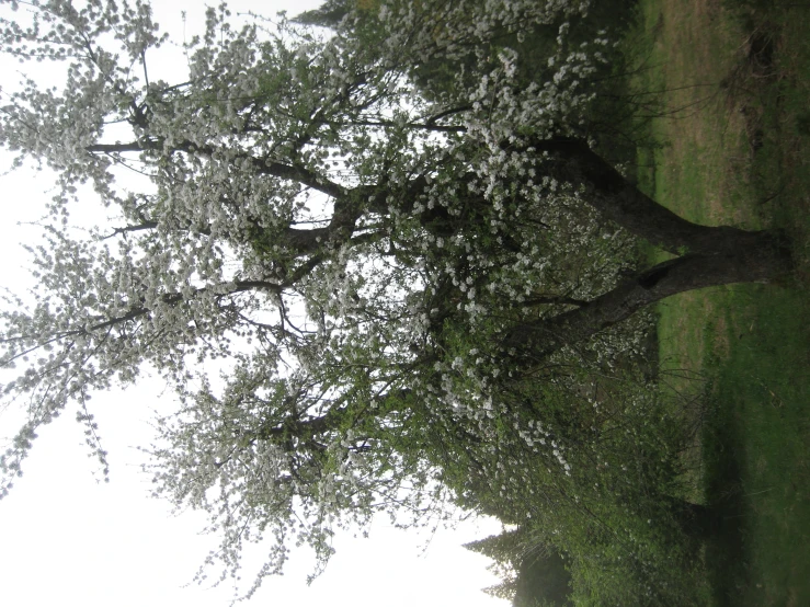 the large tree has white flowers on it