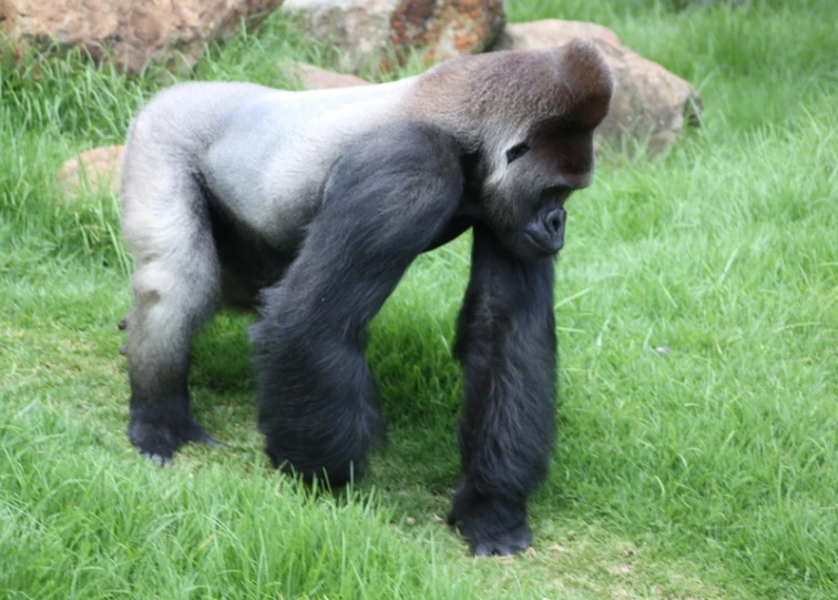 a gorilla that is standing on some grass