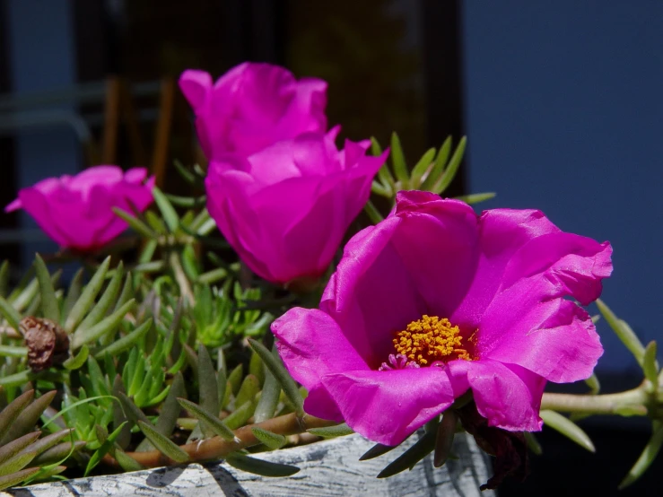 pink flowers sitting next to a leaf covered plant