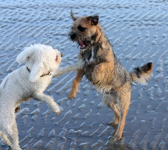 two dogs play together on the beach near the water