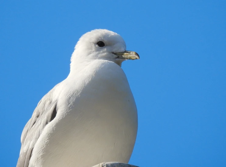 a bird sits atop the head of a rock