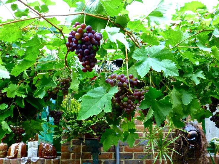 gs growing on vines in a brick walled backyard