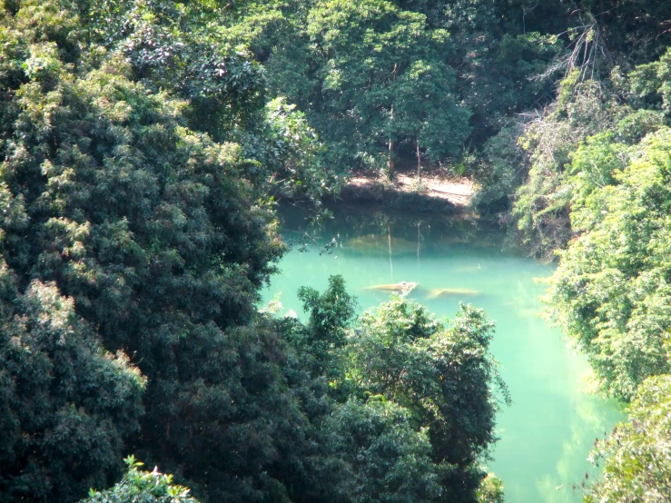 a lake is surrounded by lush trees in the forest