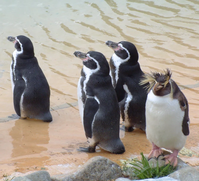 a group of penguins are standing in shallow water