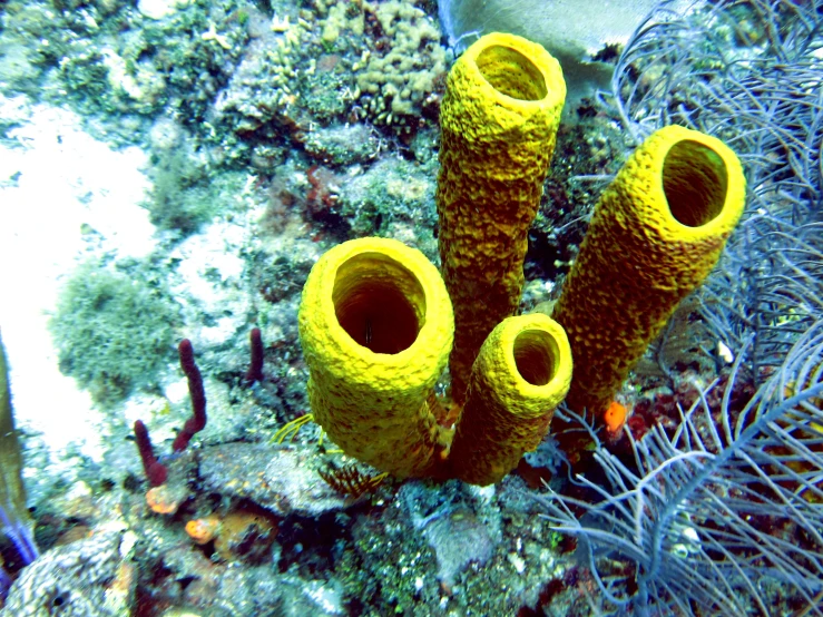 four yellow sponge like objects placed together