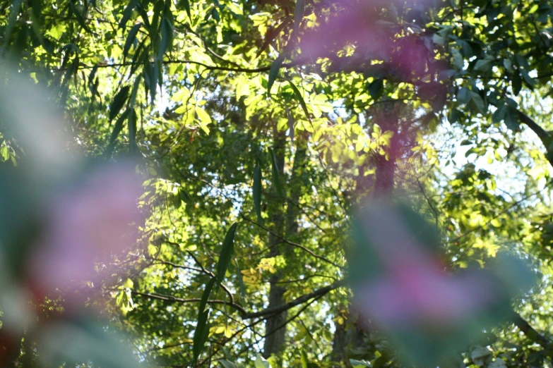 the sunlight shining on the green tree leaves