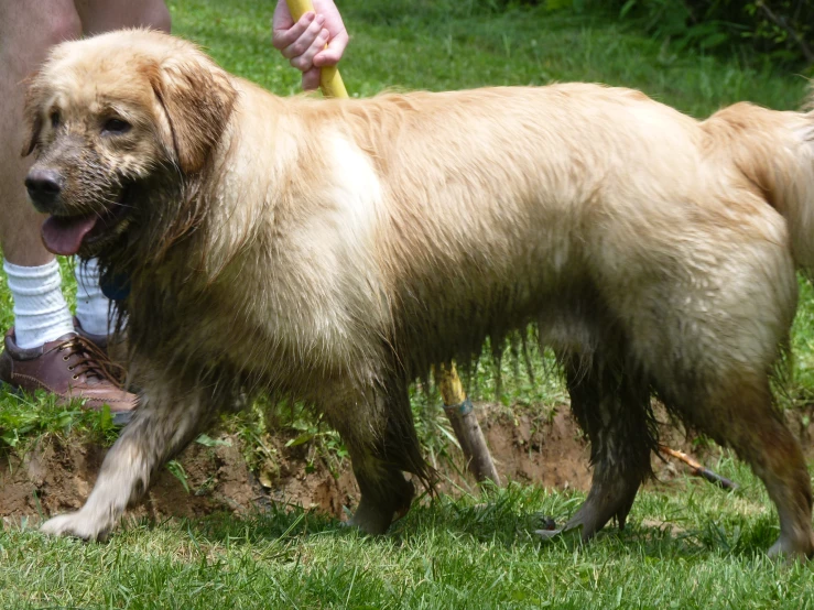 the large dog is walking with his owner