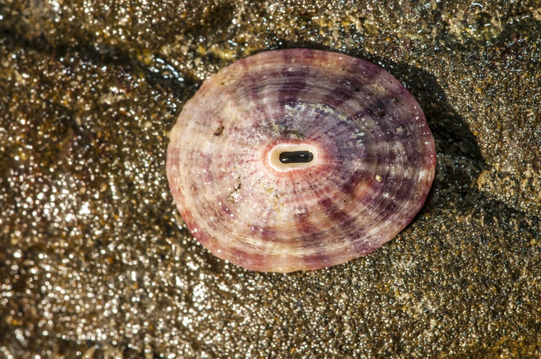 a sea shell laying on its side on the sand