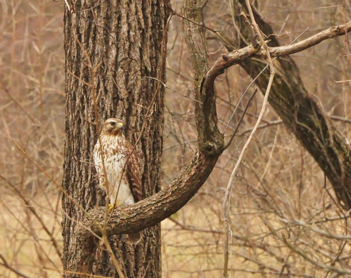 an owl is sitting on a nch in a tree