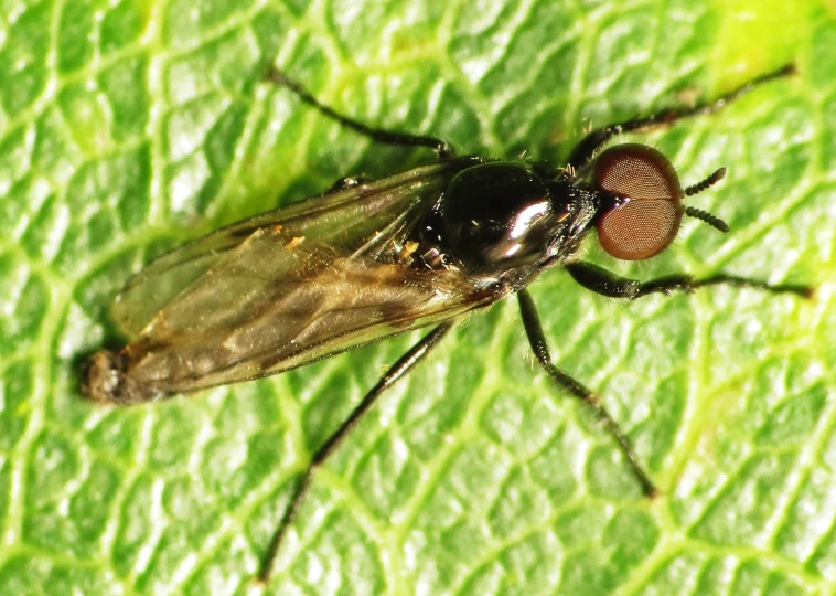 a close up po of a insect on a leaf