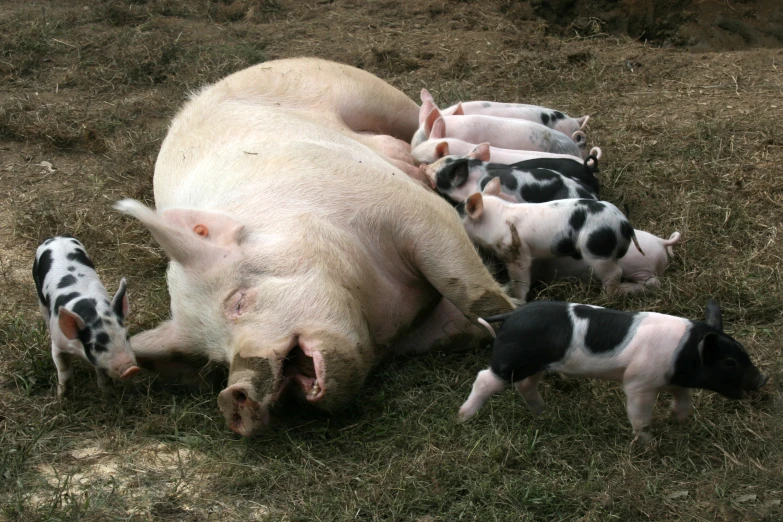 small pigs standing and laying on some grass