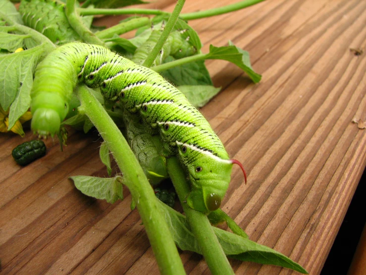 a close up of a very pretty green plant