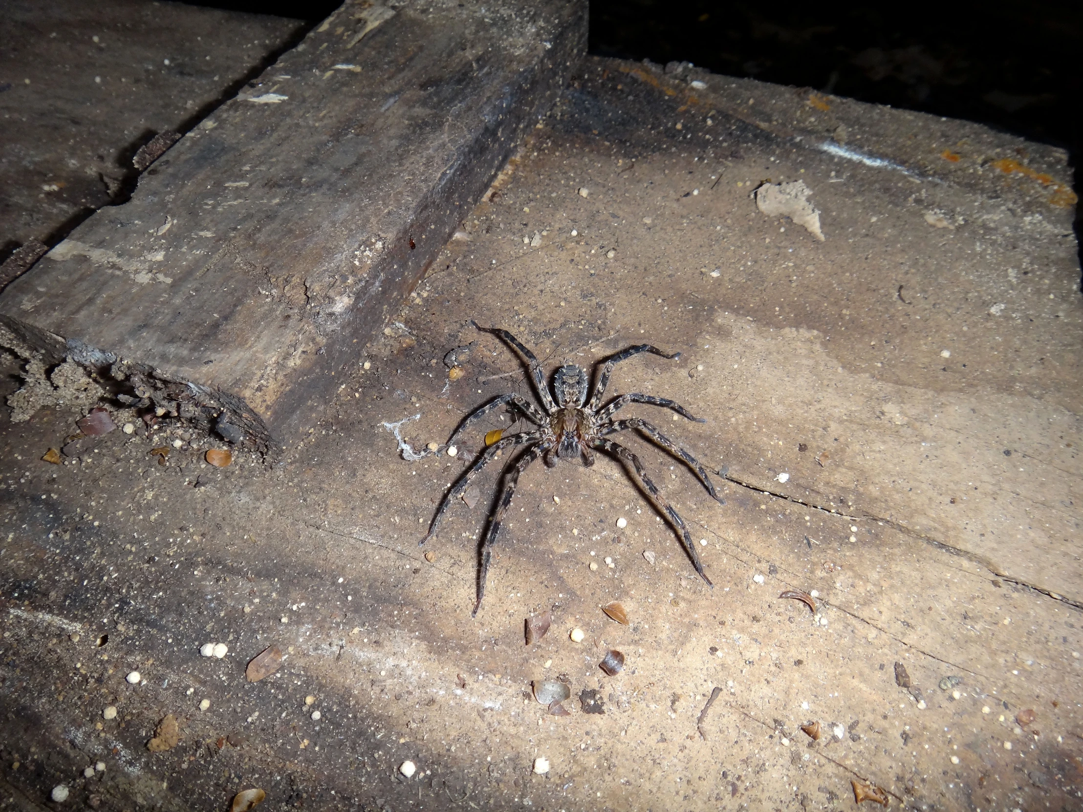 a black spider sits on the side of concrete