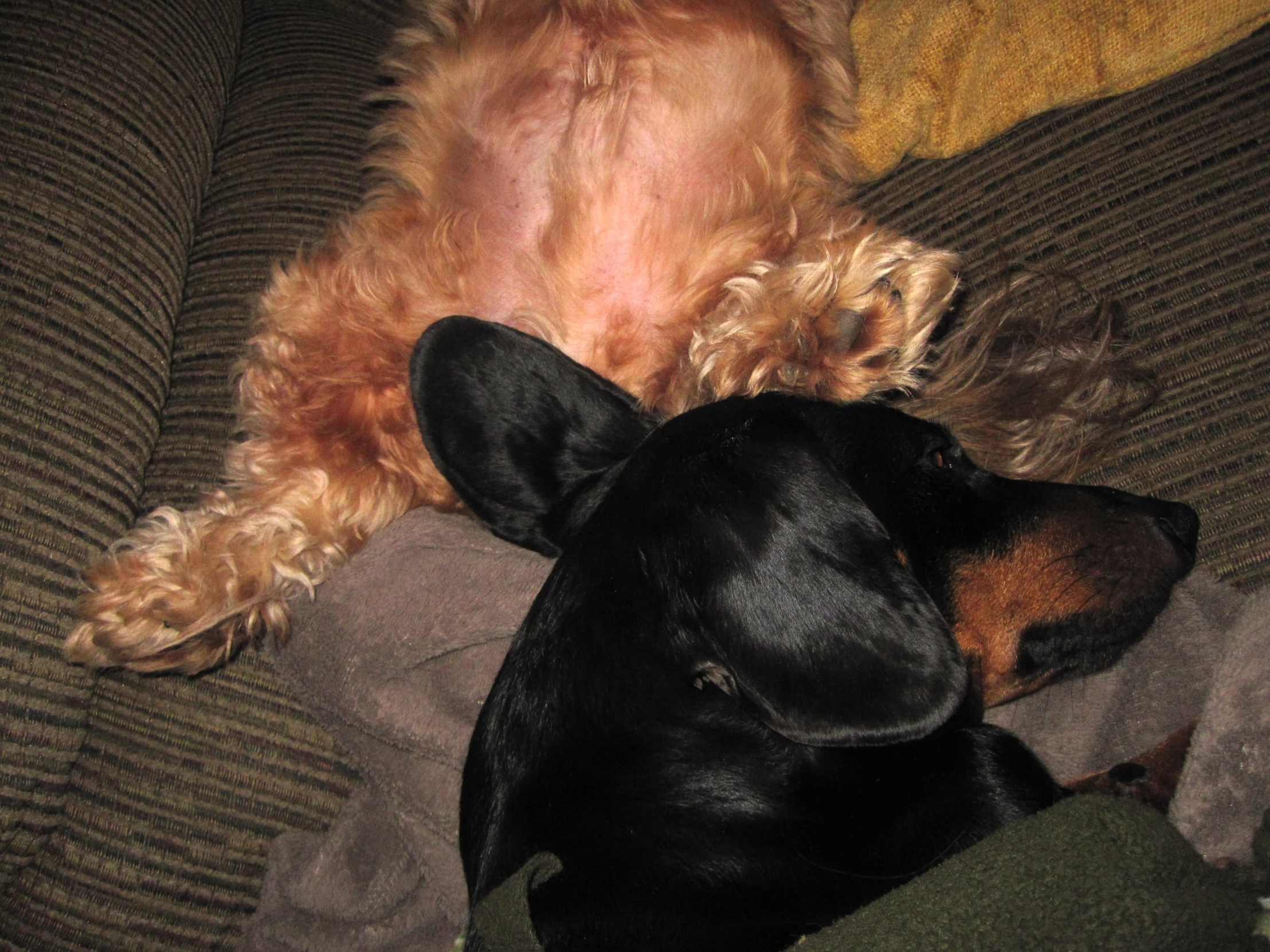 a large brown dog and a black dog laying on a couch