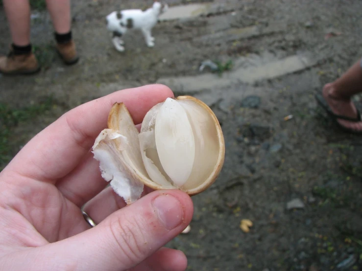 a hand holding an open nut on a street