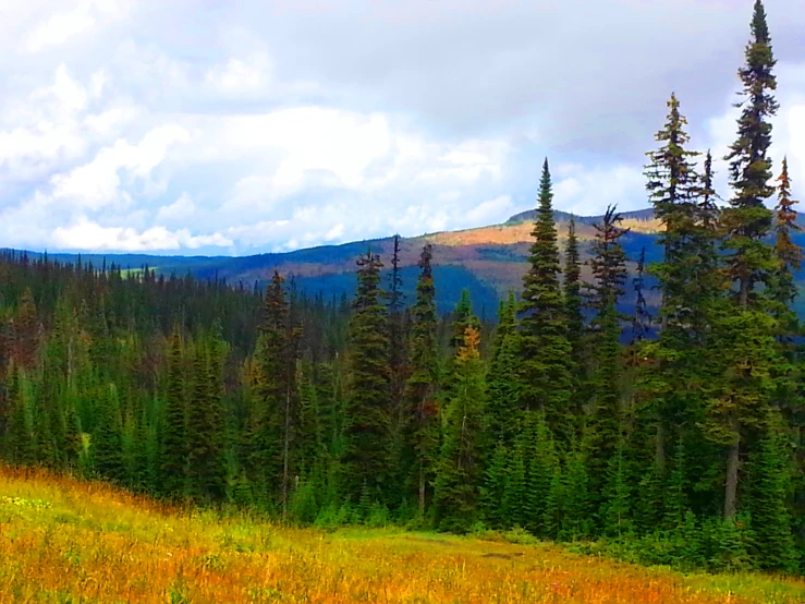 a large field that is next to a forest