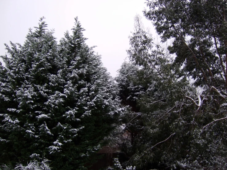 the trees are snow - covered in lots of green