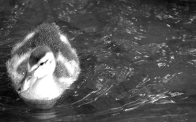 a duck swimming in some water with its head resting on the bottom of it