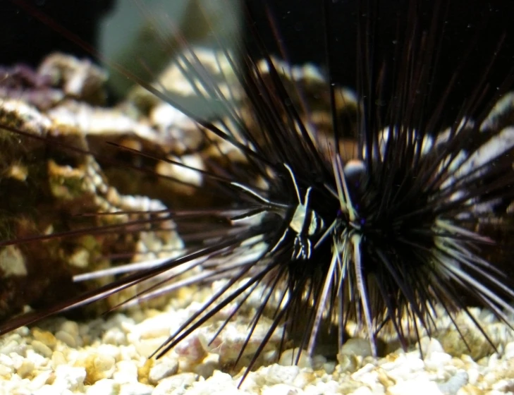 this is an underwater fish with long black hair