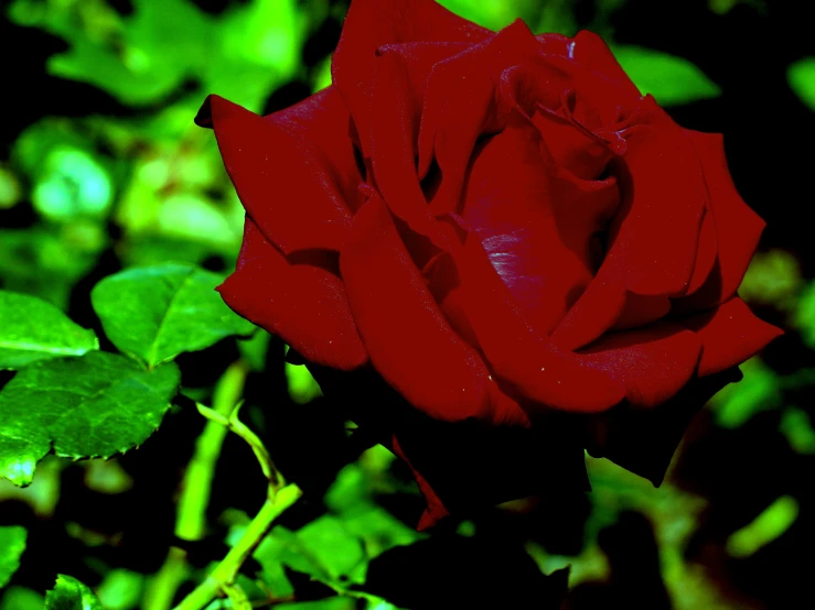 a close up of a red rose with many leaves