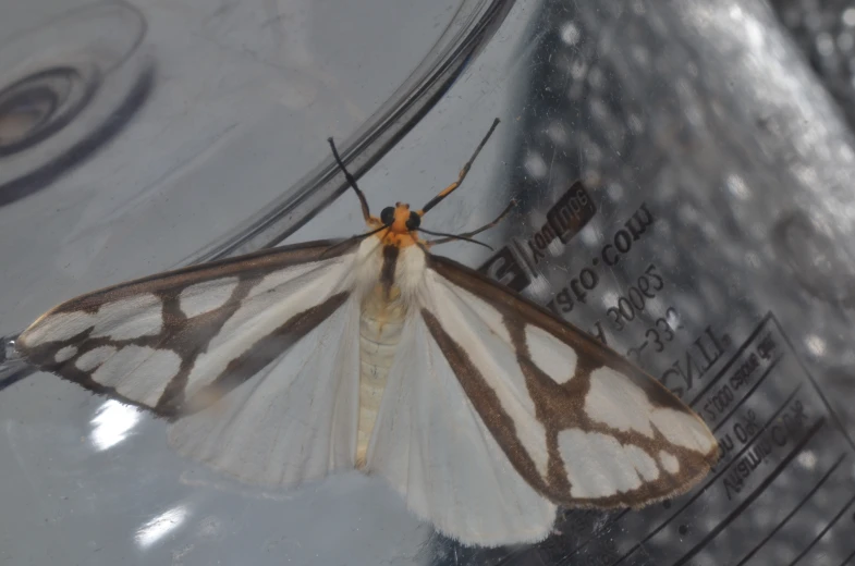 a large white and brown erfly on a metal surface