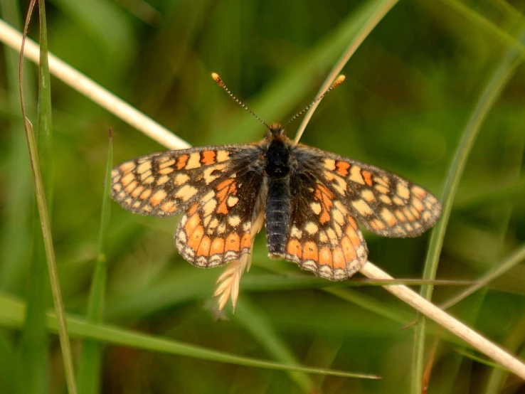 an orange and brown erfly resting on a plant