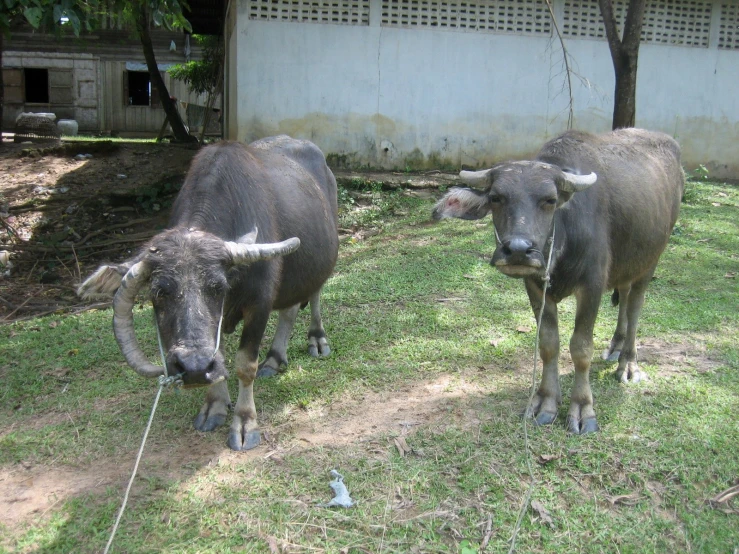 two bulls standing next to each other in an enclosure