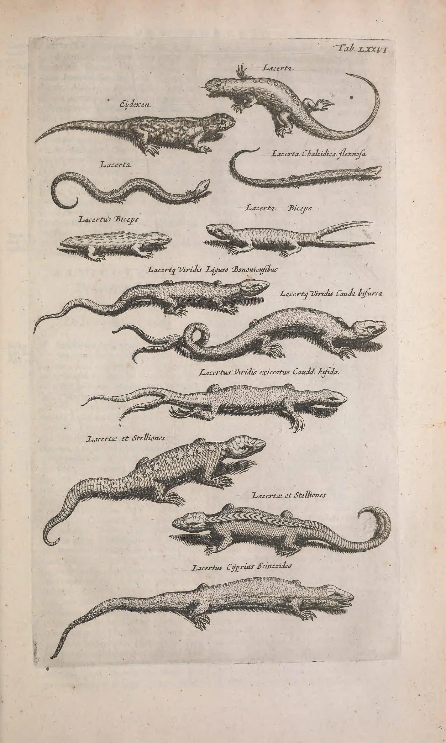 a picture of an object, with images of snakes