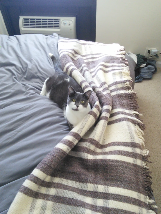 a cat sitting on top of a striped blanket